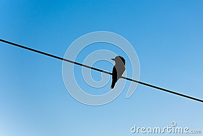 Silhouette of laughing kookaburra sitting on the power line Stock Photo