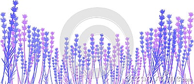 Silhouette of lavender Stock Photo