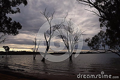 Silhouette Leafless dead tree standing in the Bowna Waters Reserve natural parkland on the foreshore of Lake Hume, Albury, NSW. Stock Photo