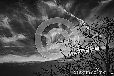 Silhouette leafless tree. Silhouette dead tree on dark dramatic sky and clouds background for scary or death. Halloween day Stock Photo