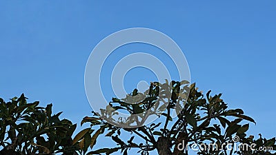 Silhouette leaves on the branch and blue sky. Stock Photo