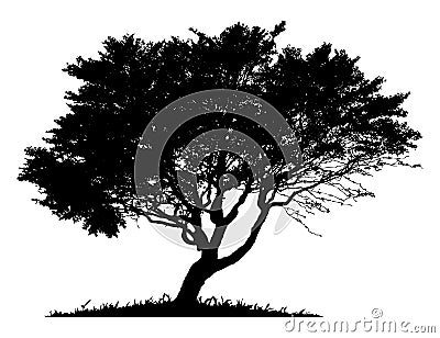 Silhouette of a lone tree Stock Photo