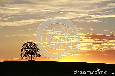 Silhouette of lonely oak tree , beautiful sunset scenery Stock Photo