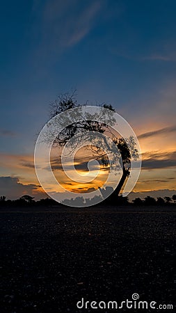 Silhouette lonely tree during sunset Stock Photo