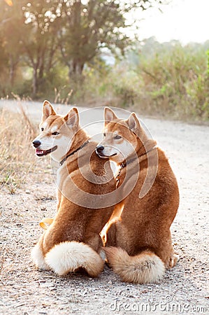 Silhouette loving dog couple Stock Photo