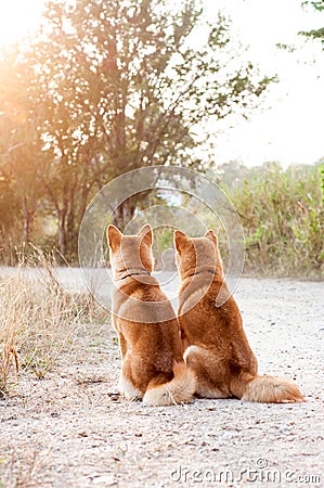 Silhouette loving dog couple Stock Photo