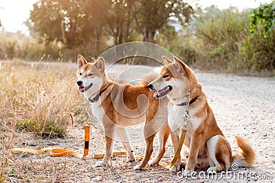 Silhouette loving dog couple Stock Photo