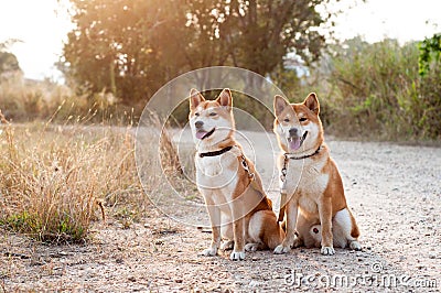 Silhouette loving dog couple Stock Photo