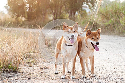 Silhouette loving dog couple Stock Photo