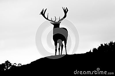 Silhouette of majestic red deer stag in Autumn Fall Stock Photo