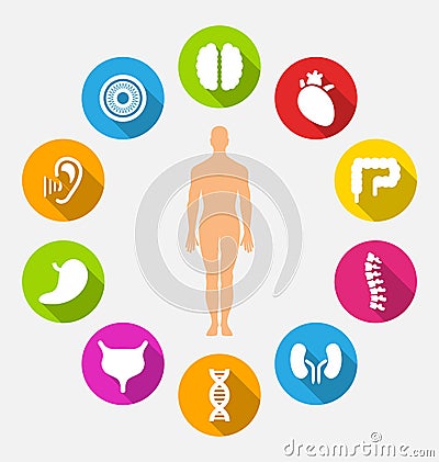 Silhouette of Male and Internal Human Organs Vector Illustration