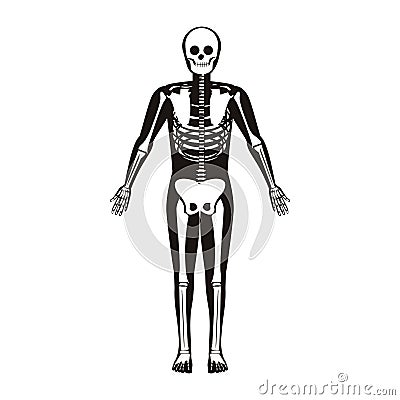 Silhouette male system bone with bone Vector Illustration