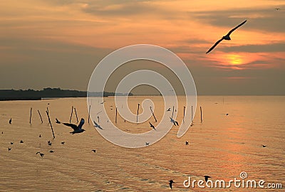 Silhouette of many seagulls flying over the sea at dawn, Thailand Stock Photo