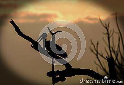 Silhouette of a marabou stork against a sunset background Stock Photo