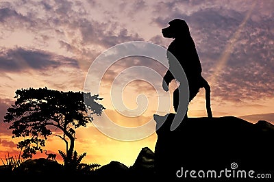 Silhouette monkey baboon Stock Photo