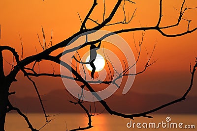 Silhouette monkey jump on the leafless trees in the evening Stock Photo