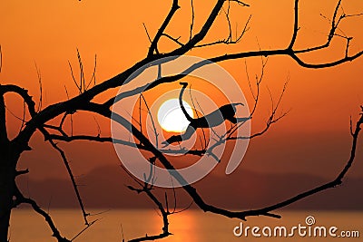 Silhouette monkey jump on the leafless trees and red sky sunset Stock Photo