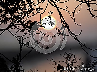 Silhouette monkey on tree Stock Photo