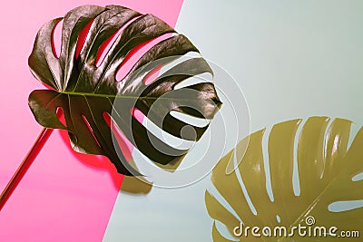 Silhouette of monstera leaf in backlight on coral and grey background. Stock Photo