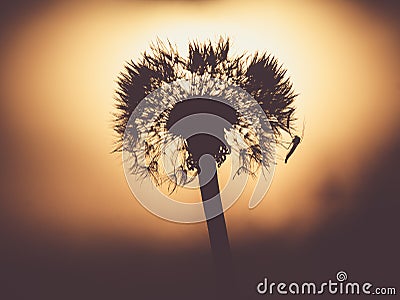 Silhouette of the mosquito on the dandelion Stock Photo