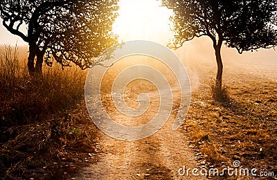 silhouette of mystery forest in the morning walk way with beautiful sun light dark background Stock Photo