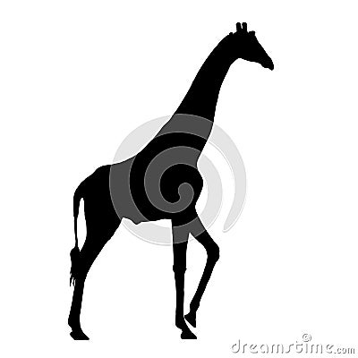 Silhouette of a namibian giraffe, standing, lifting one leg. Stock Photo