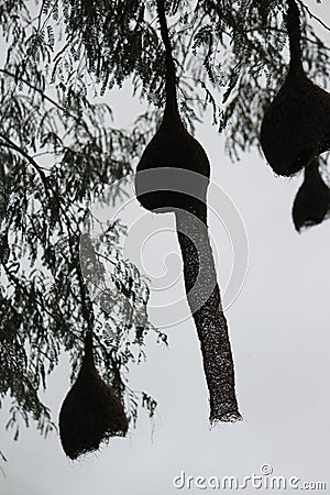 A silhouette of a nests made by weaver birds hanging down from a big tree. Interesting skill of this bird is admirable Stock Photo