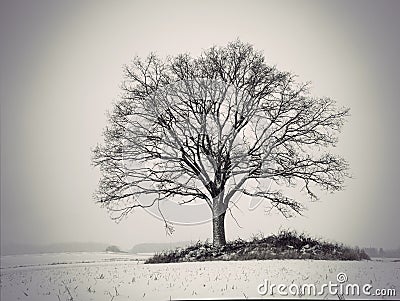 Silhouette of oak tree Stock Photo