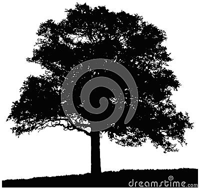 Silhouette of oak tree Stock Photo