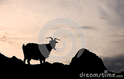 Silhouette of one single goat on a rock Stock Photo