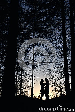Silhouette of pair lovers looking on each other under large pine trees at sunset Stock Photo