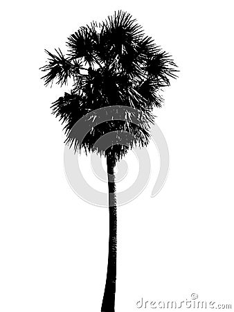 silhouette Palm tree Stock Photo