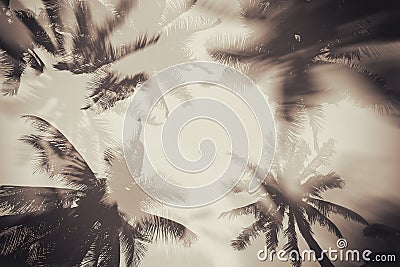 Silhouette palm tree with double exposure effect in vintage filter background Stock Photo