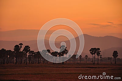 Silhouette of palm tree under sunset Stock Photo