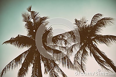 Silhouette palm tree in vintage filter background Stock Photo