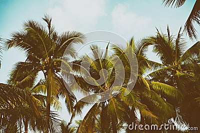 Silhouette palm tree in vintage filter background Stock Photo