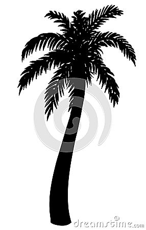Silhouette of palm tree on white background. Vector illustration. Vector Illustration