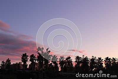 Silhouette of palm trees on background of pink and purple shaded sunset Stock Photo