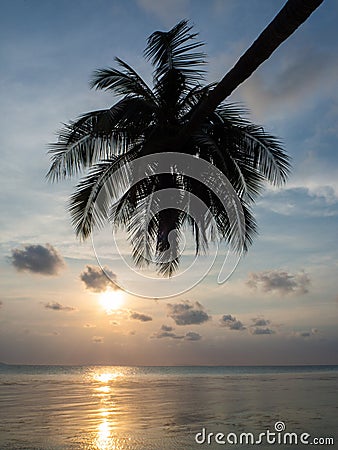 Silhouette of palm trees at sunset and multicolored clouds Stock Photo