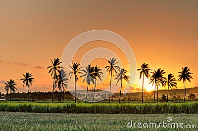 Silhouette of palm trees during sunset, Reunion Island Stock Photo