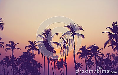 Silhouette of palm trees at sunset, vintage filter Stock Photo