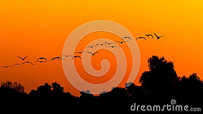 Silhouette of pelican flying over forest in the sunset. Danube Delta Romanian wild life bird watching Stock Photo