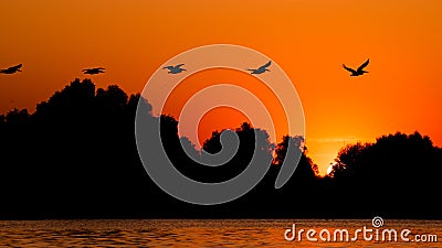 Silhouette of pelican flying over water in the sunset. Danube Delta Romanian wild life bird watching Stock Photo