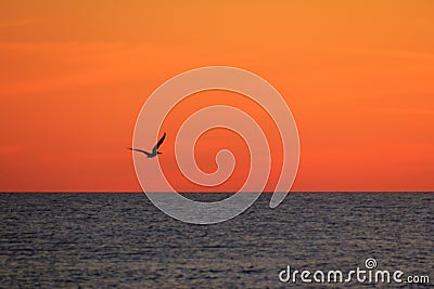 SIlhouette of a Pelican at Sunset Stock Photo