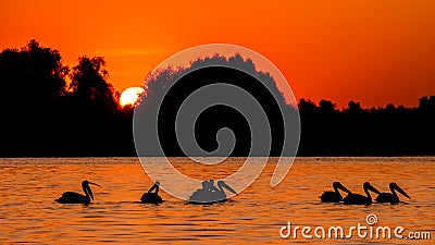 Silhouette of pelicans in the sunset. Danube Delta Romanian wild life bird watching Stock Photo