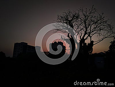 Silhouette photos where we can feel the nature in just one color gradient ,here the bird thinking where to go for the dinner Stock Photo