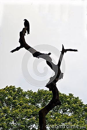 A silhouette picture of a kite sat on dry tree. Stock Photo
