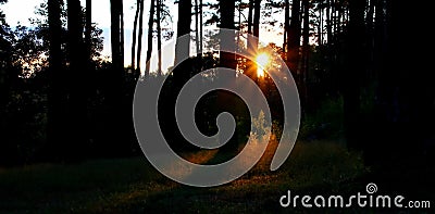 Silhouette pine background with sun set or sun rise time Stock Photo