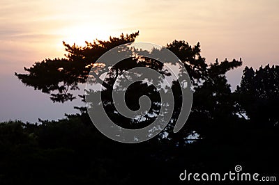 Silhouette pine tree Stock Photo