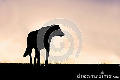 Silhouette of Poised German Shepherd Mix Dog Standing Guard at S Stock Photo